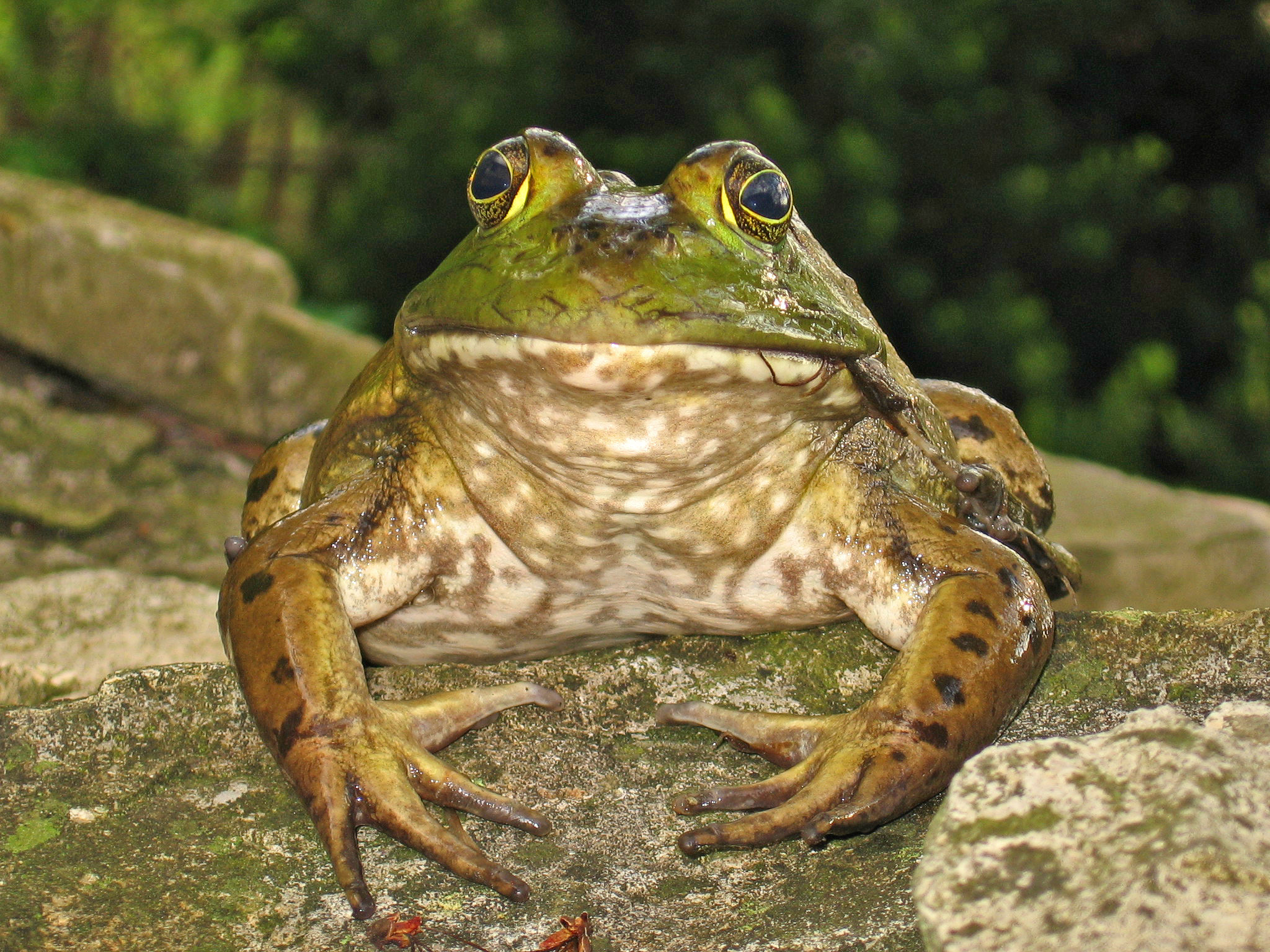 bull frog on rock looking a camera
                    