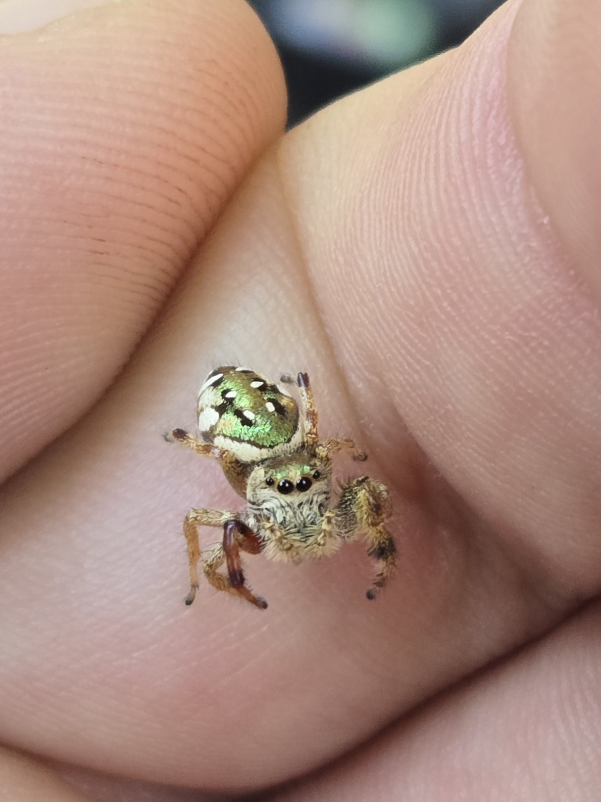 Jumping spider on a finger