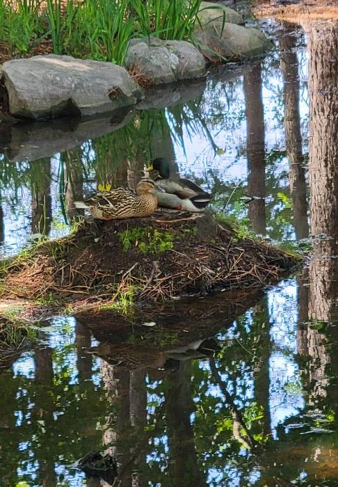 Pair of mallards resting on a stump by water.