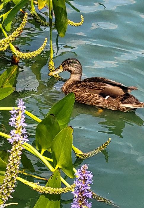 Female near shore of pond, swiming by plants