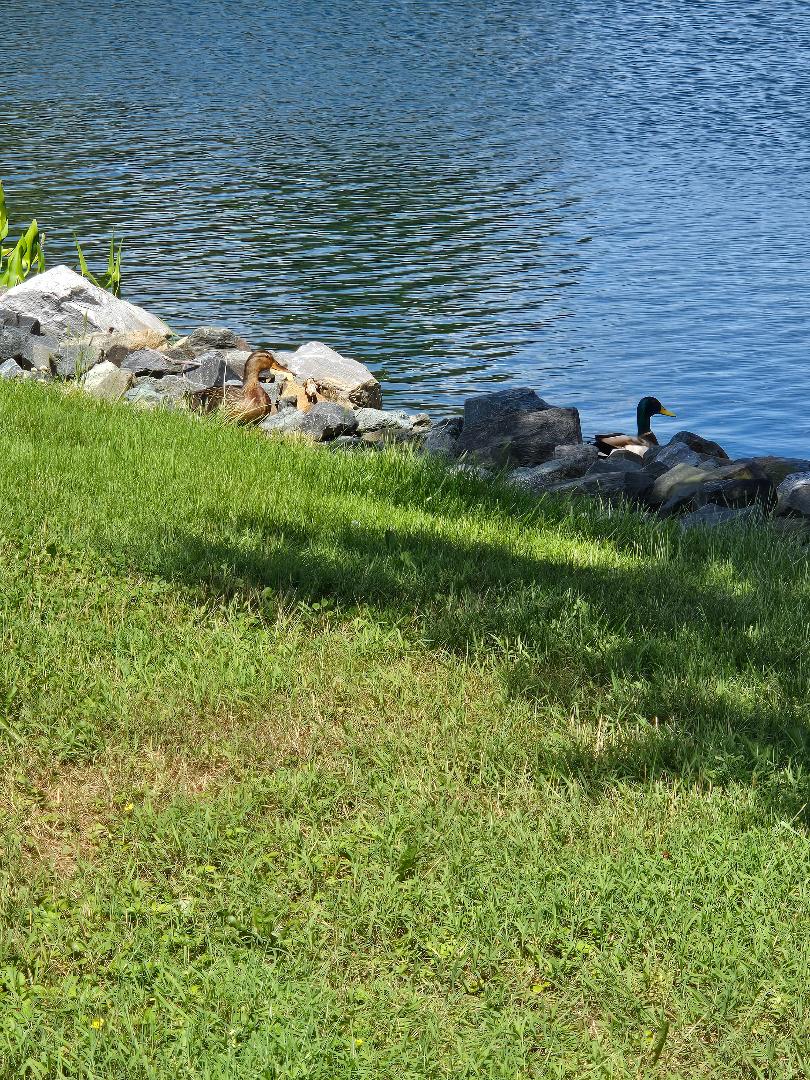 Male and female pair near shore of pond