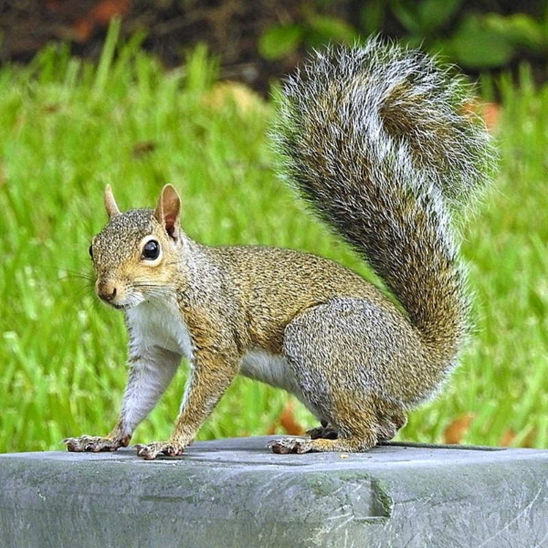 Squirrel on top a stone