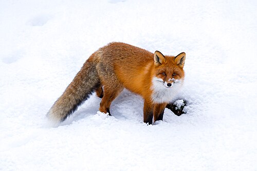fox in the white snow looking at camera.