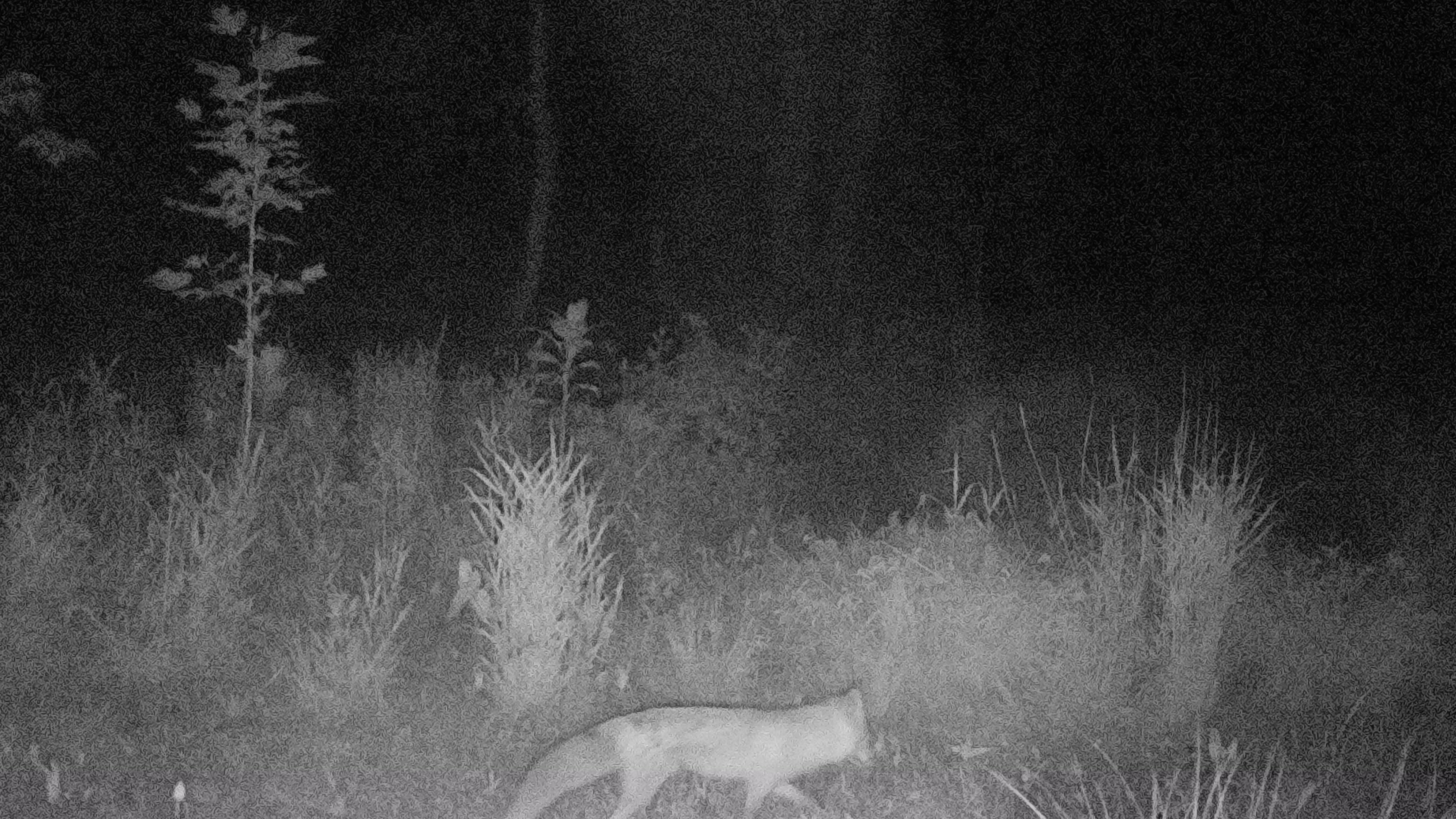 Fox in Woods