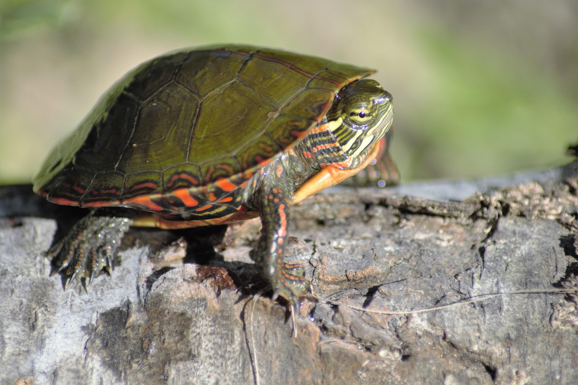 Small turtle on log, sun bathing
